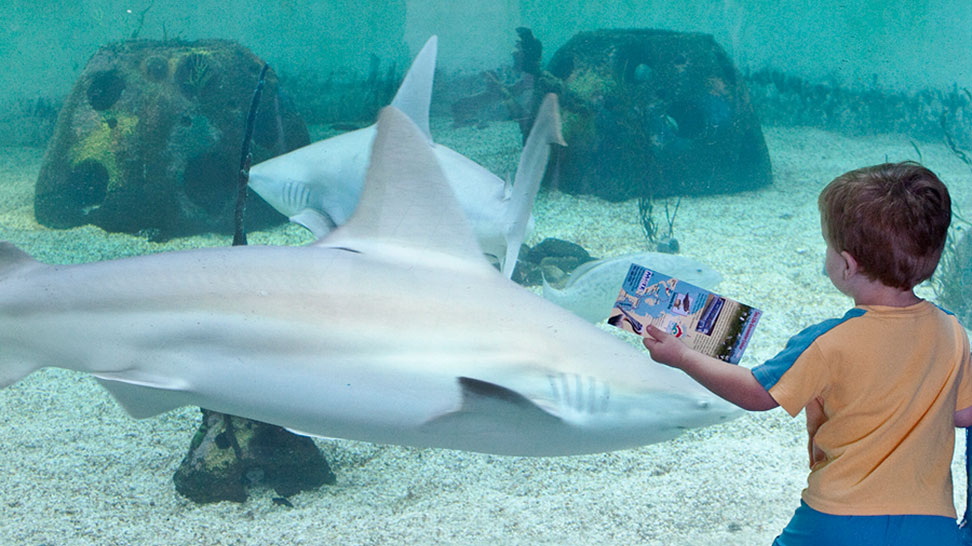 Shark Habitat at Mote Aquarium