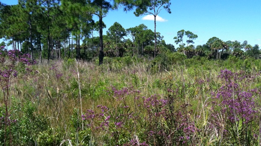 
Carlton Preserve
