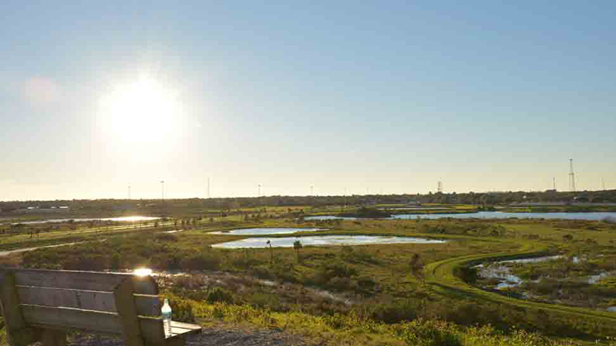 Celery Fields