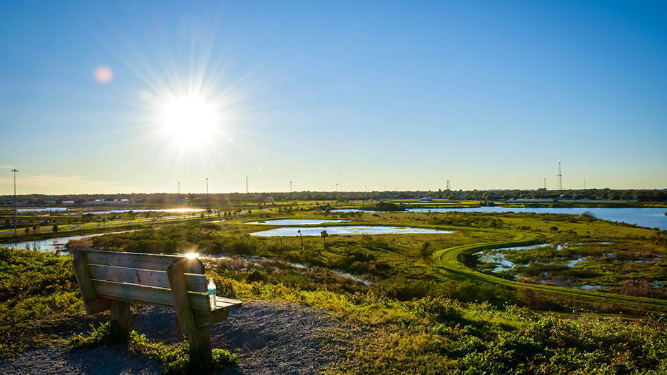 Celery Fields