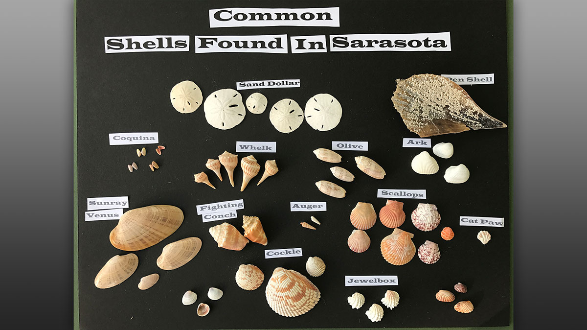 
Shells commonly found in Sarasota
