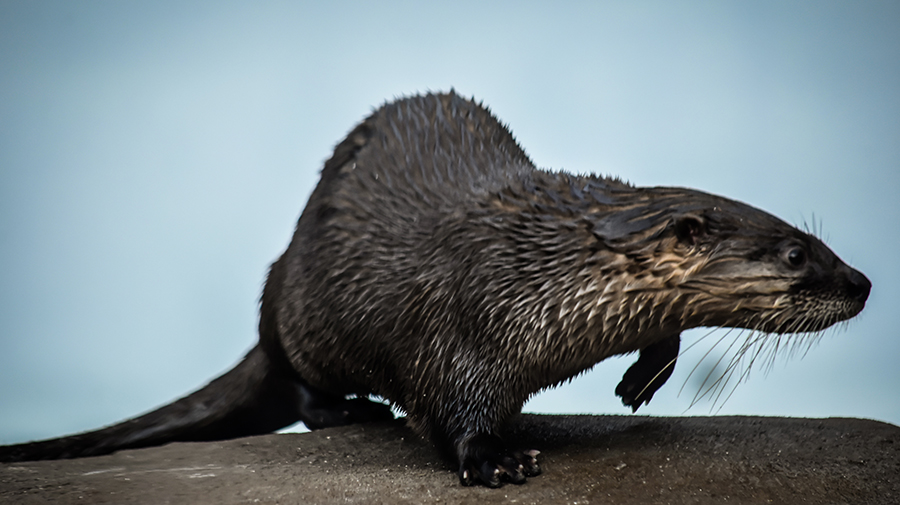 
Visit the otters at Mote Aquarium
