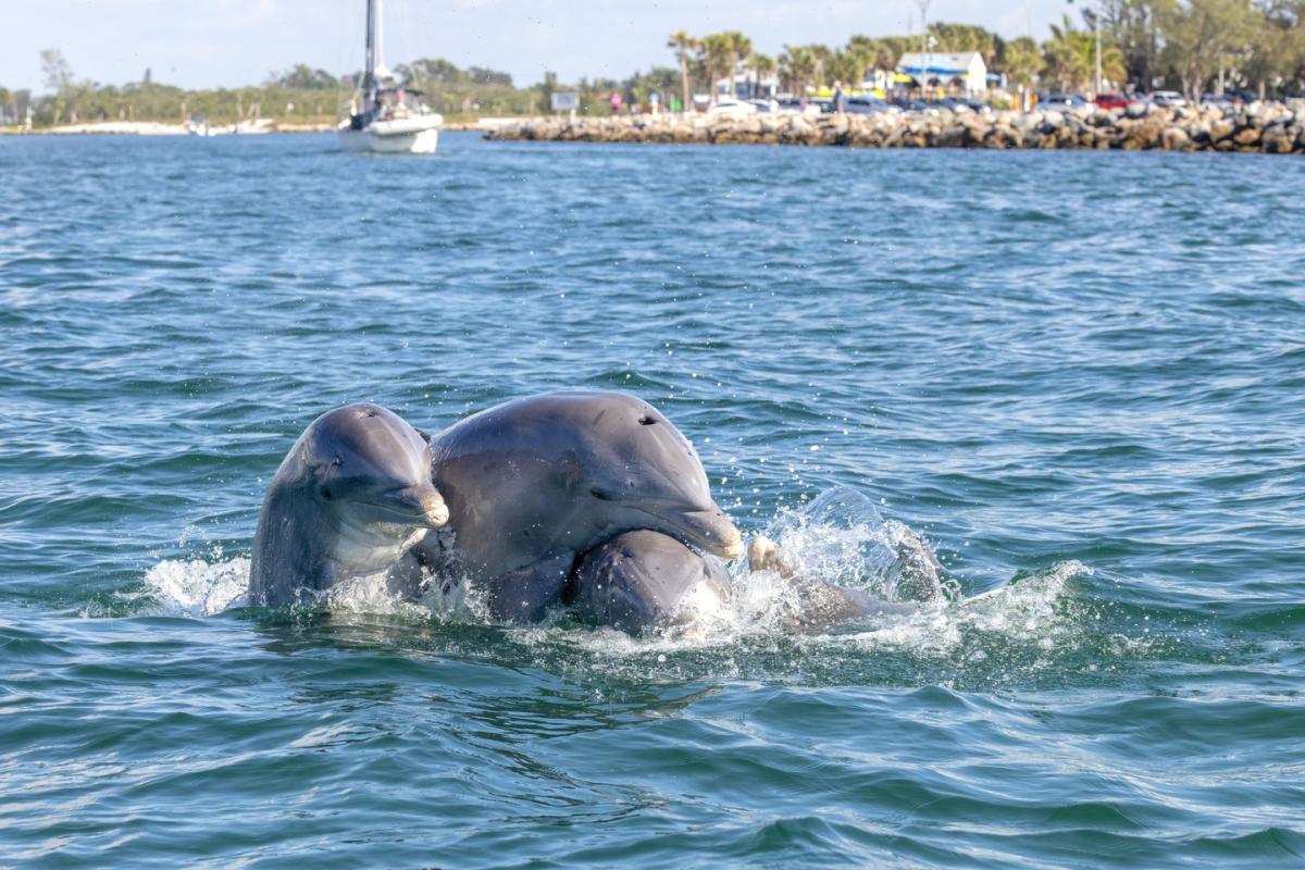 Dolphins playing at Venice Jetties