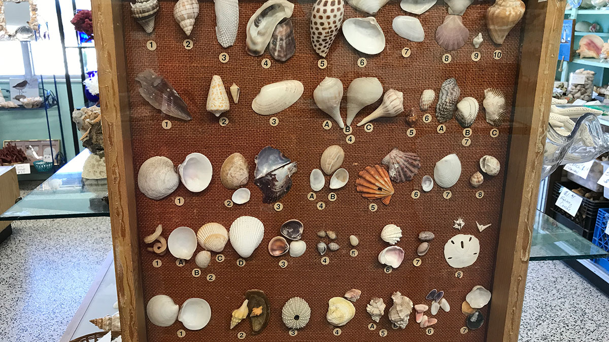 
Englewood shell display
