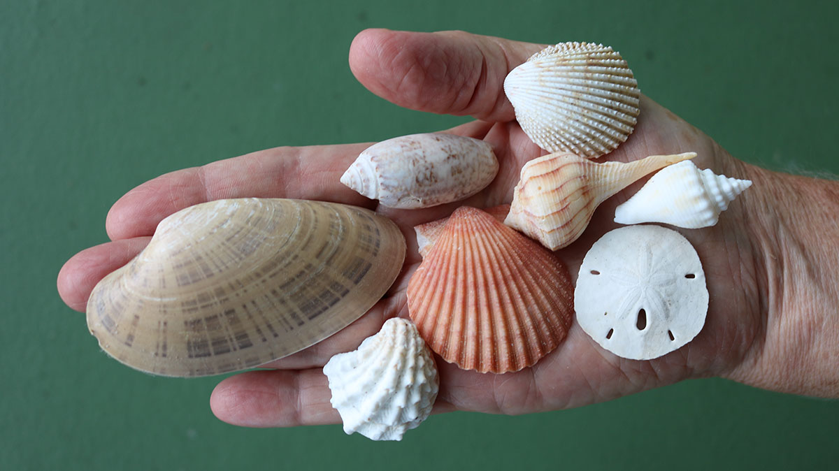 
A handfull of shell-finds from Sarasota County beaches
