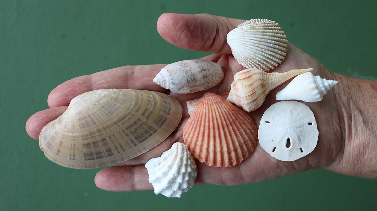 Siesta Key shelling?! I did see some shells at a Siesta Key beach