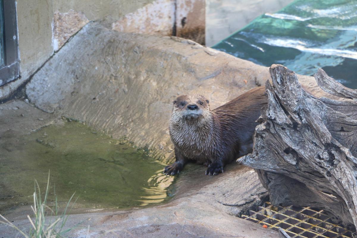 Meet otters, sea turtles, sharks, manatees and more at Mote Marine Laboratory & Aquarium