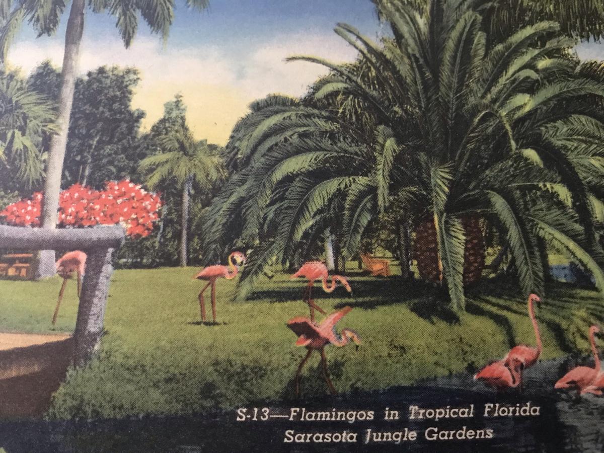 The flamingos from Sarasota Jungle Gardens have been part of Florida's souvenir identity for decades (Photo: Jessi Smith)