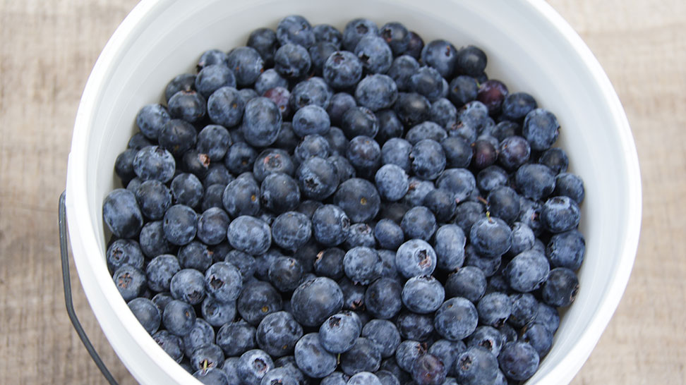 Fresh Florida Blueberries