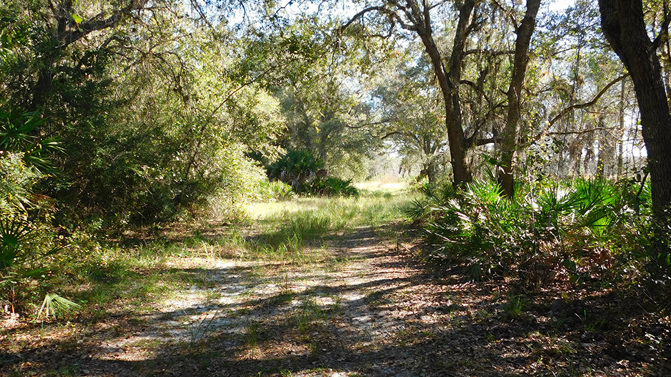 
Jelk's Preserve
