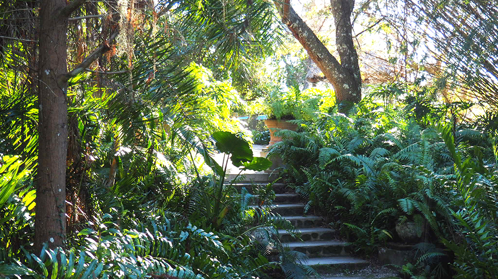 
Jungle Walk (Photo Courtesy Lauren Jackson)
