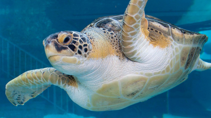 A local from the 'Sea Turtles: Ancient Survivors' exhibit