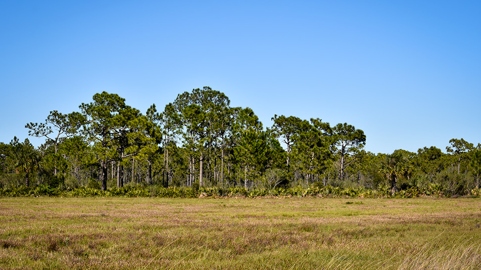 Myakka State Forest