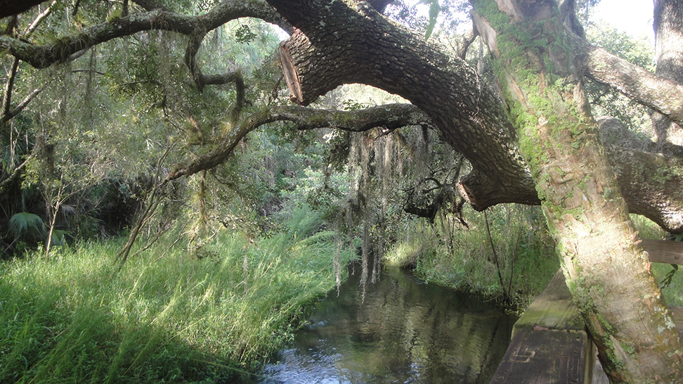 Myakkahatchee Creek