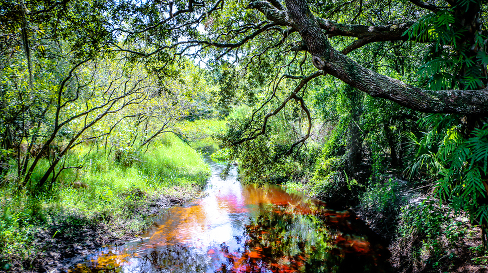 
Myakkahatchee Creek Environmental Park
