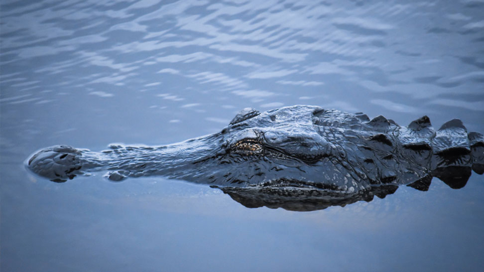 Myakka River State Park