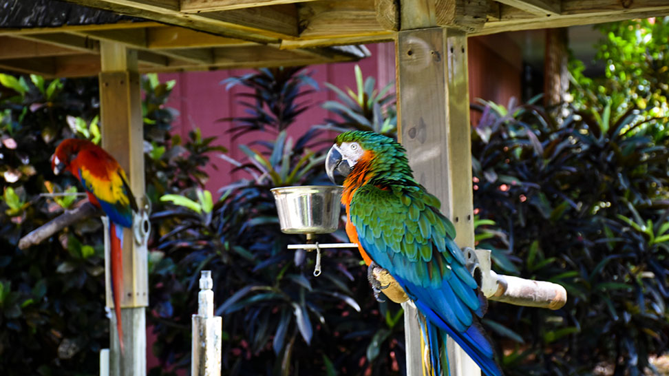 
Sarasota Jungle Gardens
