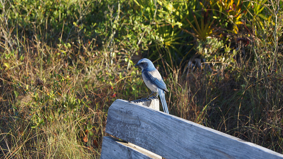 
Scrub Jay
