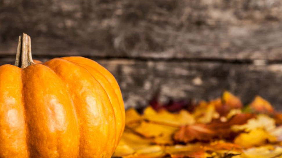 Sarasota Pumpkin Fest