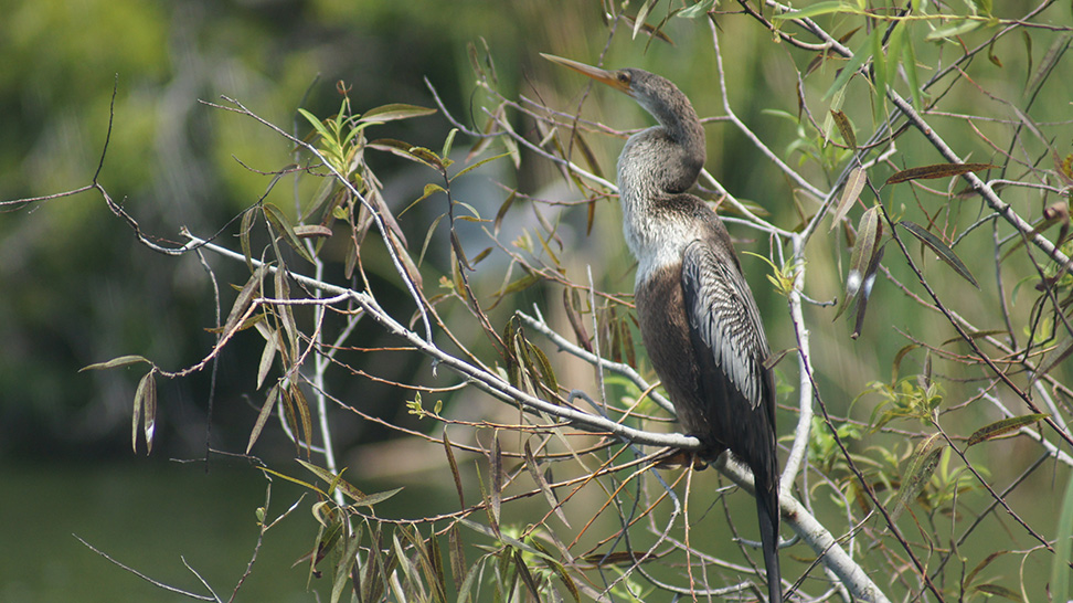 Venice Audubon Rookery