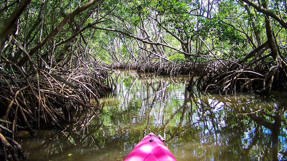 
A Mangrove Tunnel at South Lido
