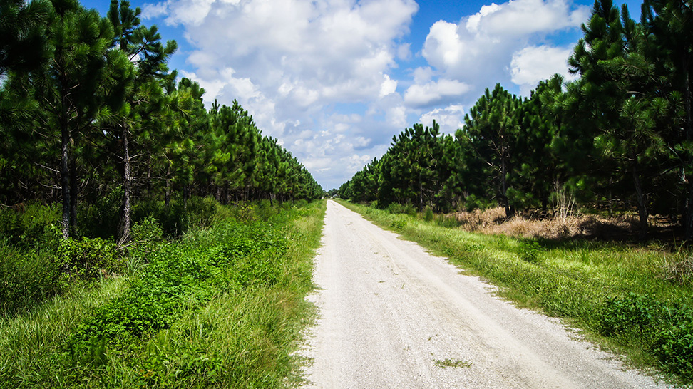 
Myakka State Forest
