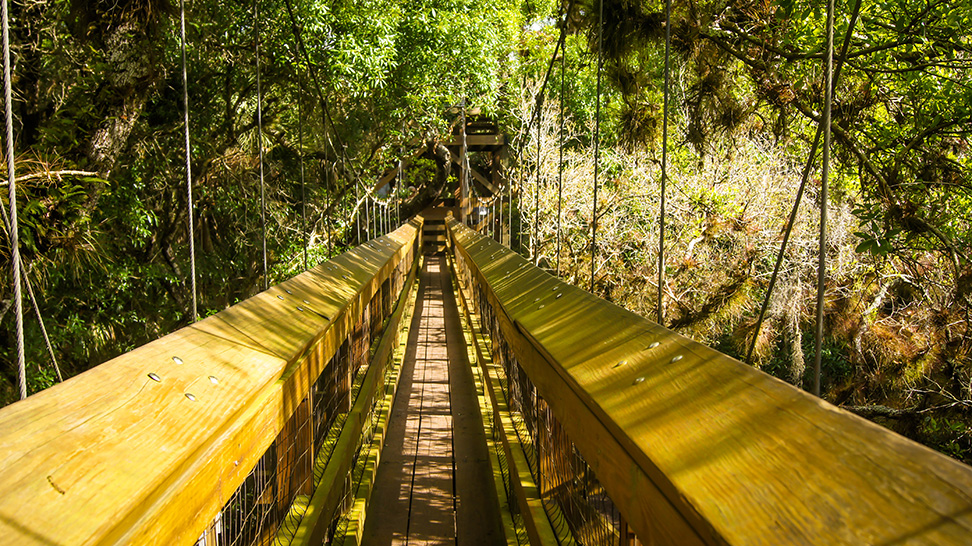 The famous Canopy Walkway at Myakka River State Park (Photo: Visit Sarasota County)