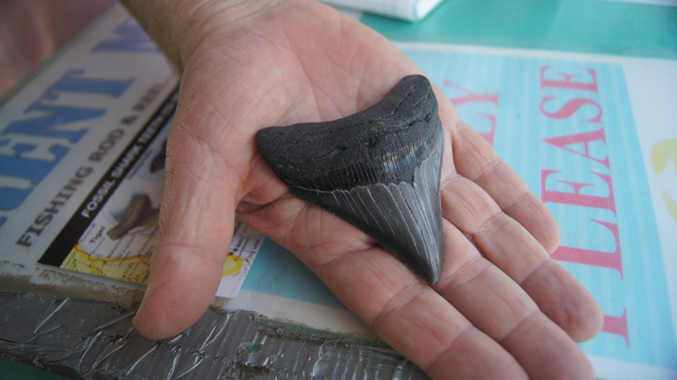 
Check out the annual Venice Shark's Tooth Festival in the spring!
