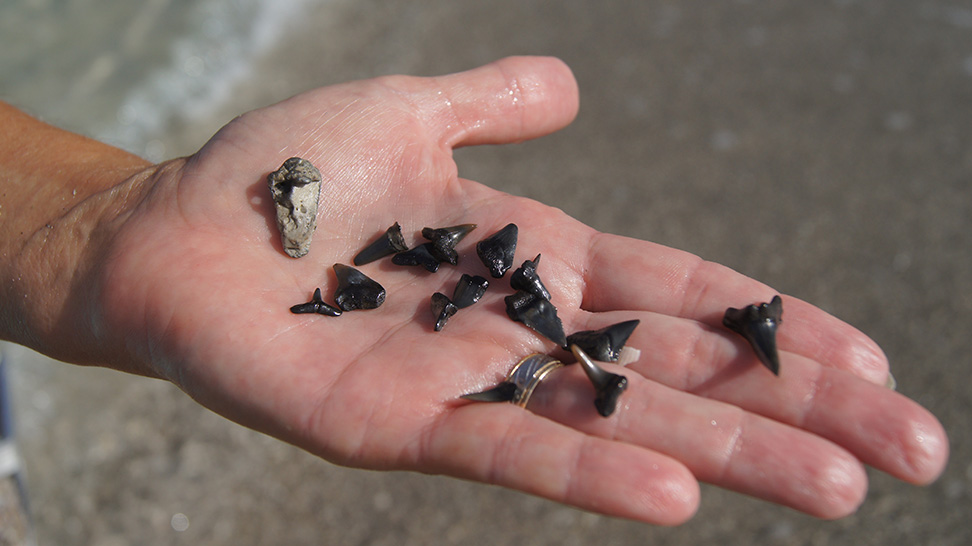 Sharks Teeth found on Venice Florida's beaches