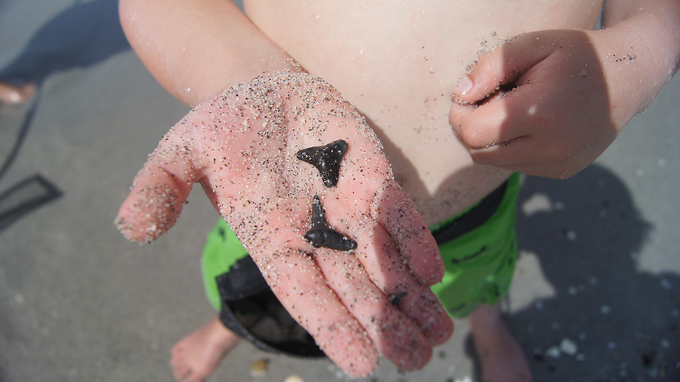 Shark's Tooth Festival