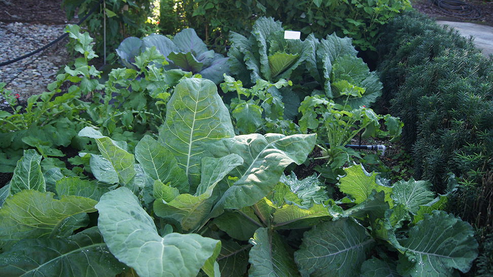 
Fresh Farm produce in Sarasota includes far more than just blueberries
