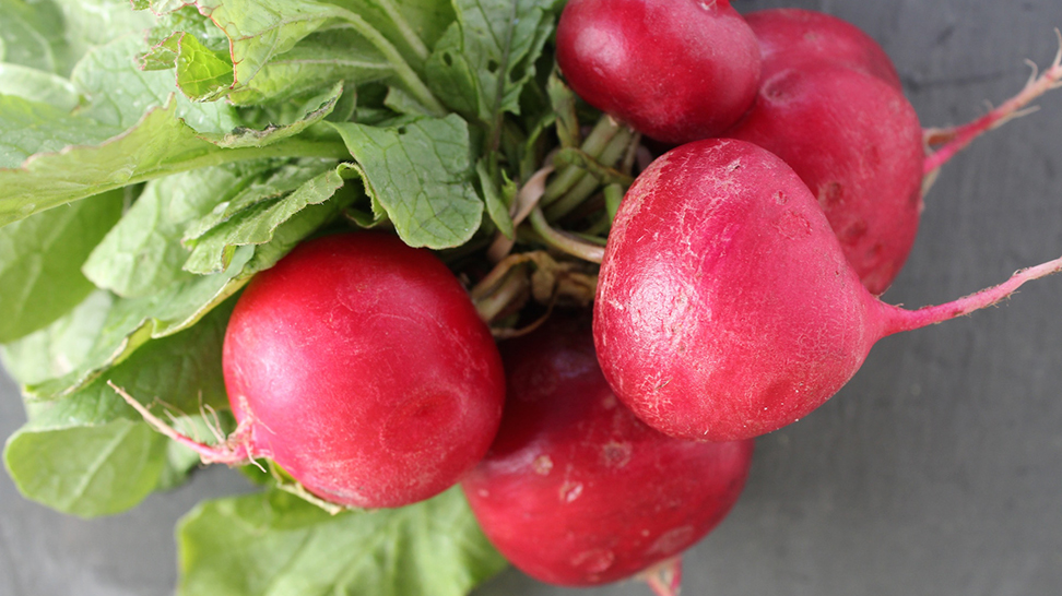 Radishes. Photo credit: Robin Draper