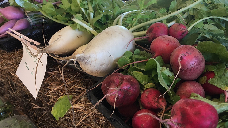 Radishes, fresh as it gets. Photo credit: Robin Draper