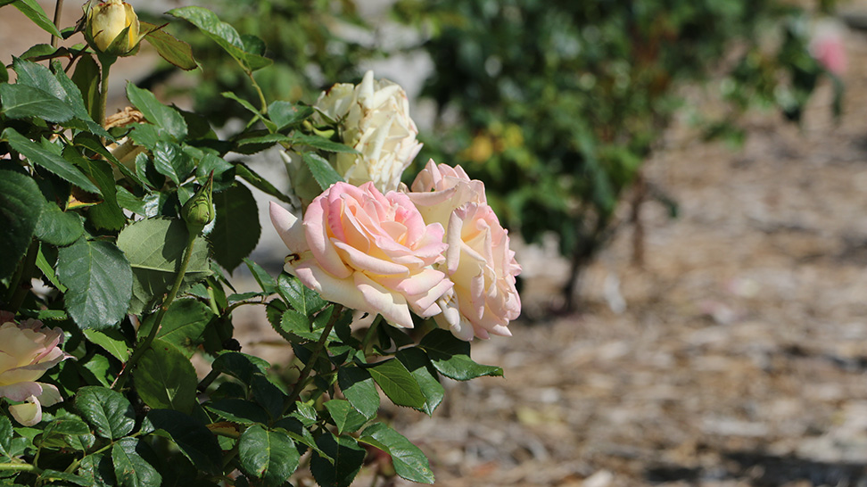 The Rose Garden at the Ringling Museum