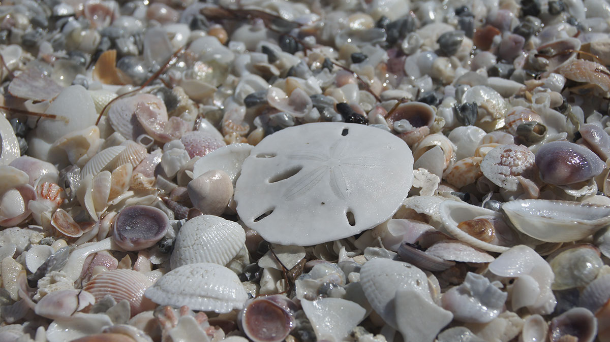 
Sand dollar
