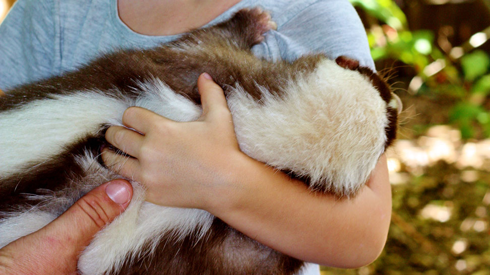 
Sarasota Jungle Gardens Petting Zoo
