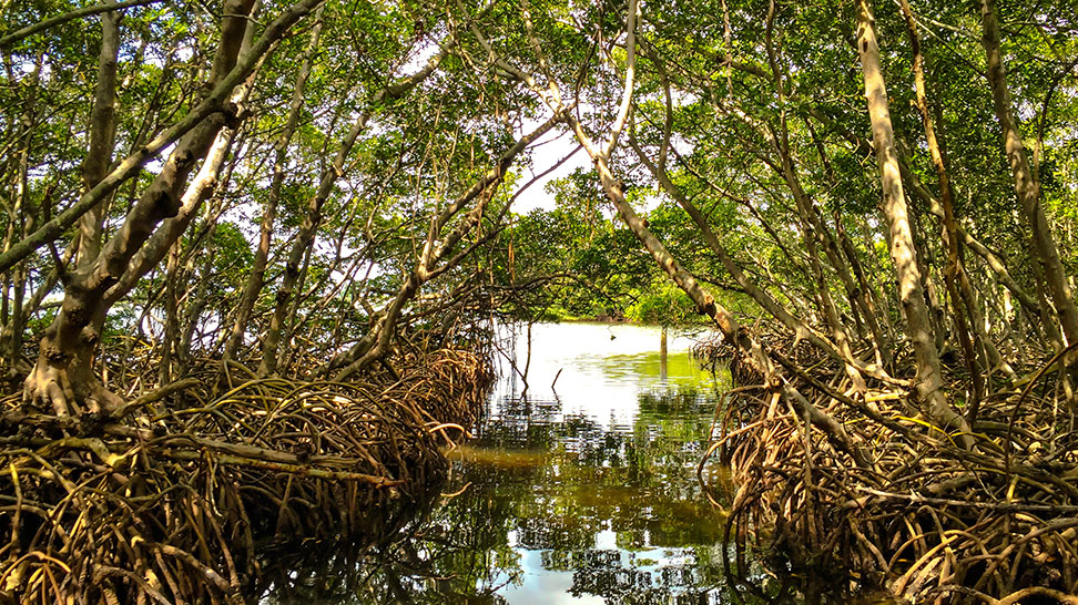 Mangrove Tunnels