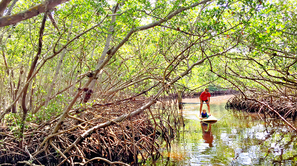 
Mangrove Tunnels
