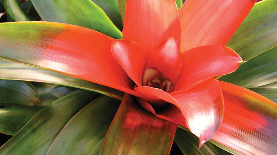 A bromeliad at Marie Selby Botanical Gardens
