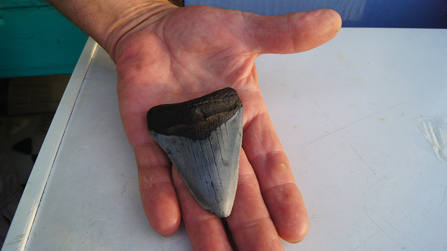 Shark's teeth found at Venice Beach