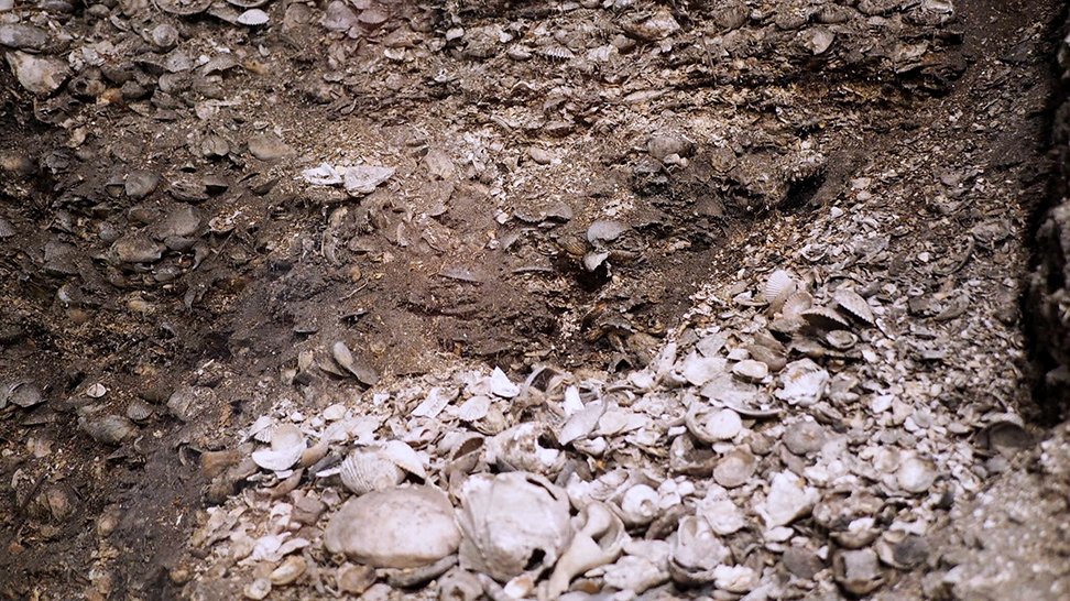 
Shell Midden (Photo Courtesy Lauren Jackson)
