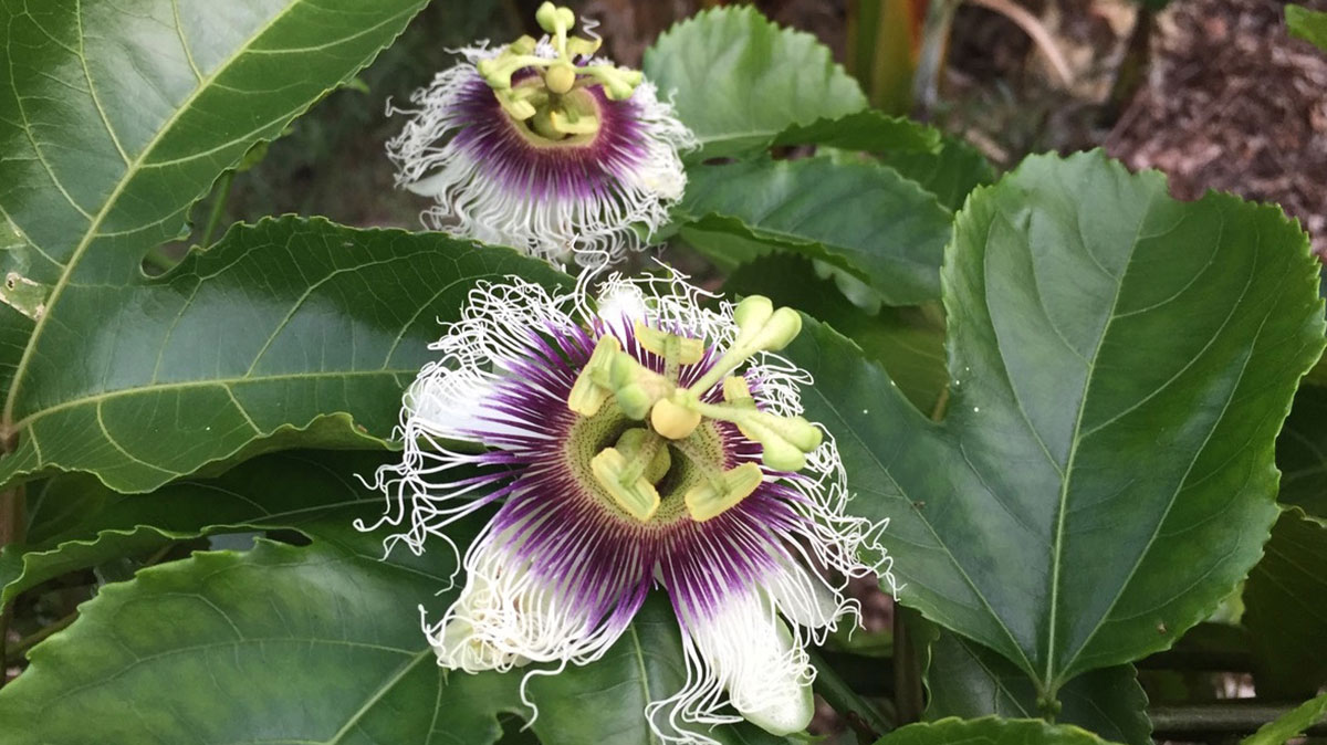 
Passion Fruits in full flower
