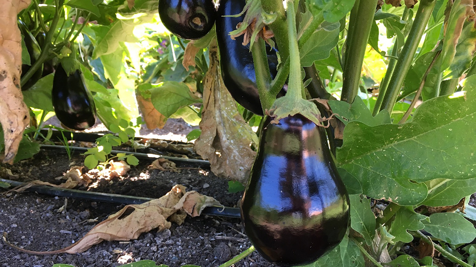 
Eggplant. Photo Courtesy Nicole Coudal
