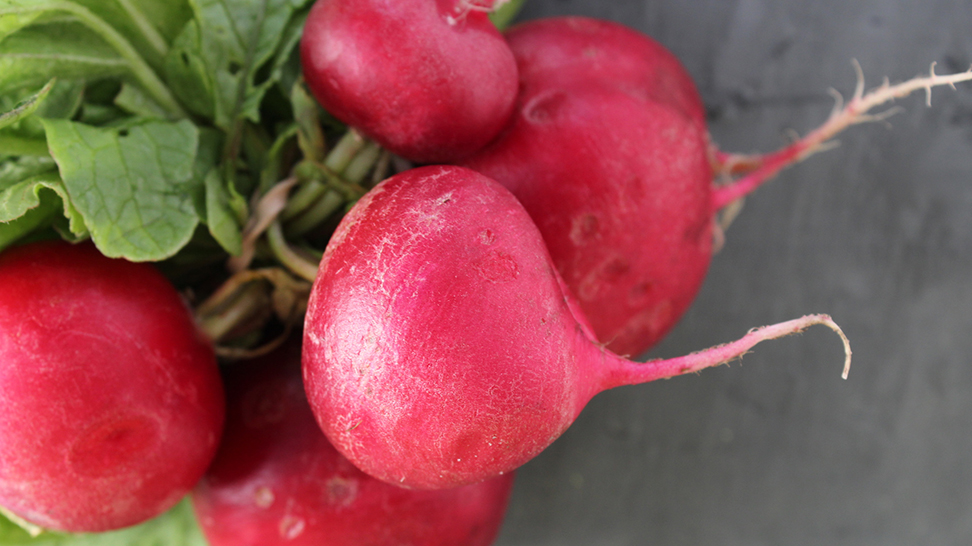 
Radishes. Photo Courtesy Nicole Coudal
