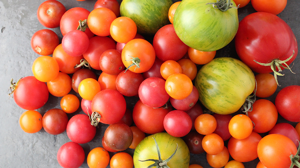 
Tomatoes. Photo Courtesy Nicole Coudal
