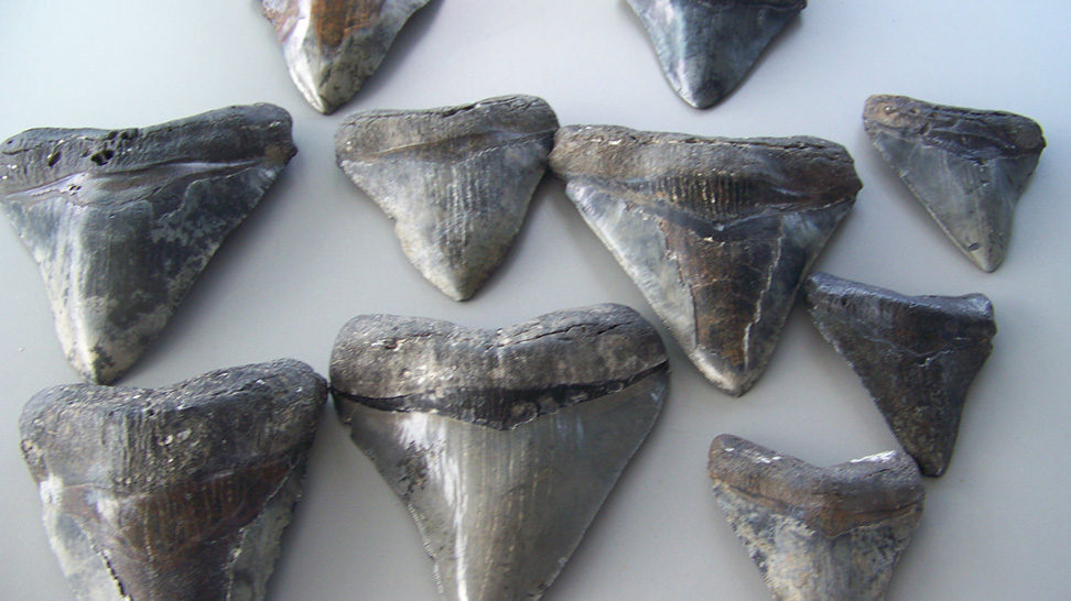 Sharks Teeth at Venice Beach