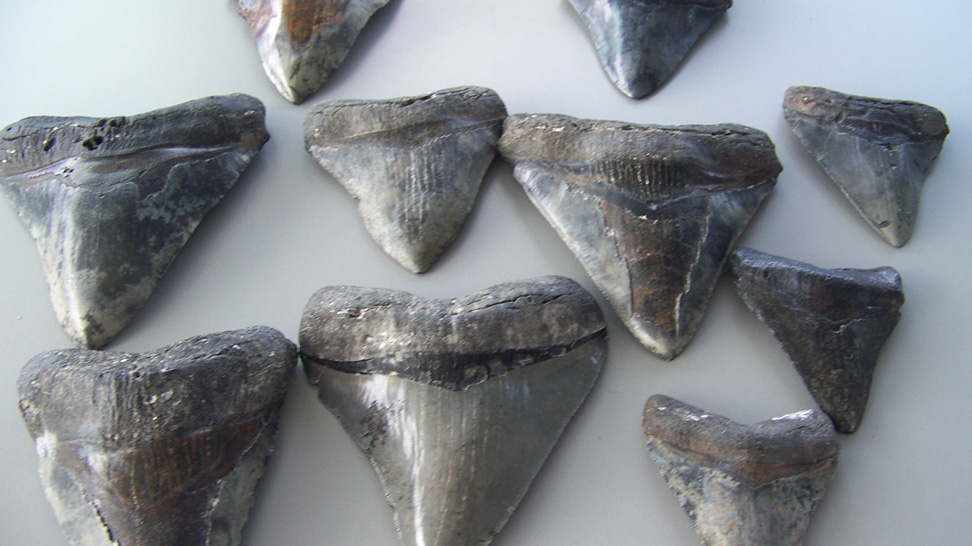 
Sharks' teeth found at Venice Beaches
