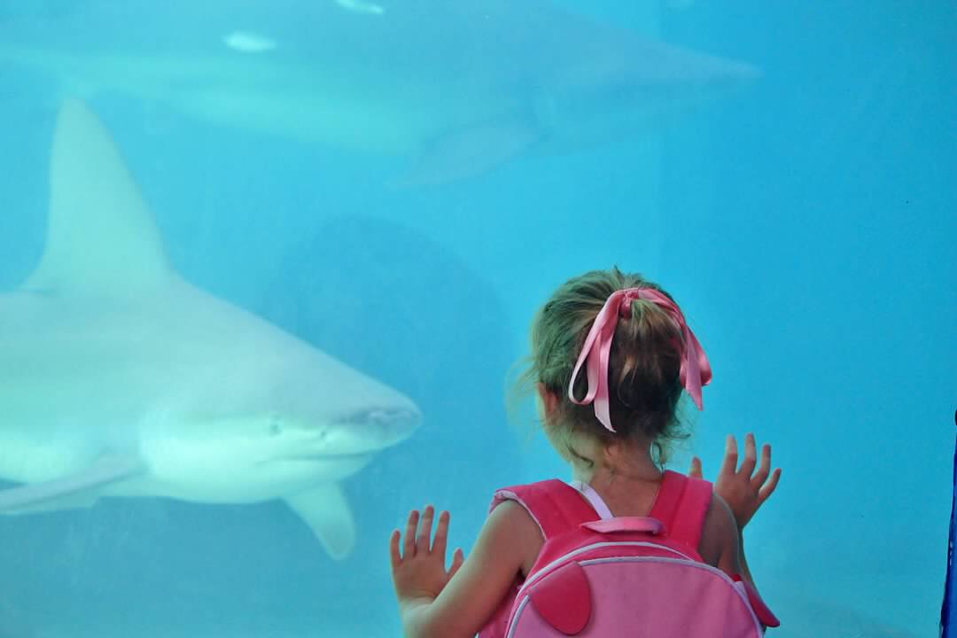 Mote Marine Laboratory & Aquarium