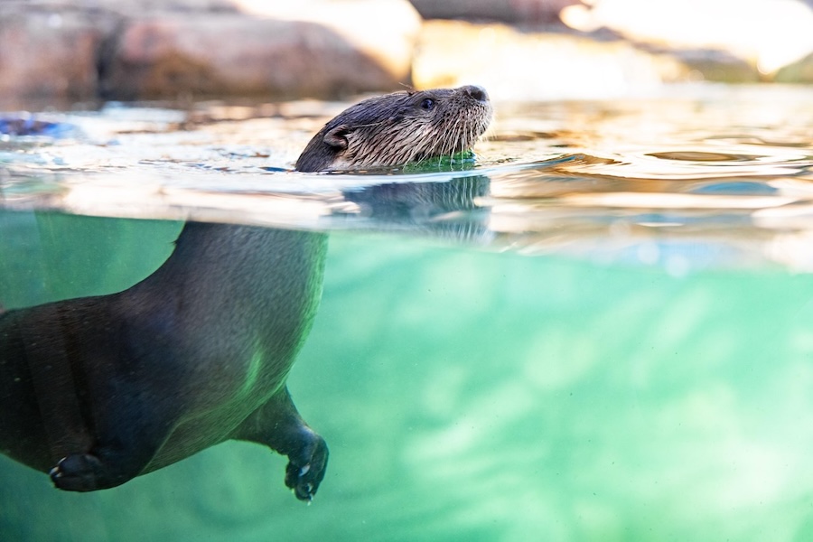 sea otters at mote sea in sarasota fl