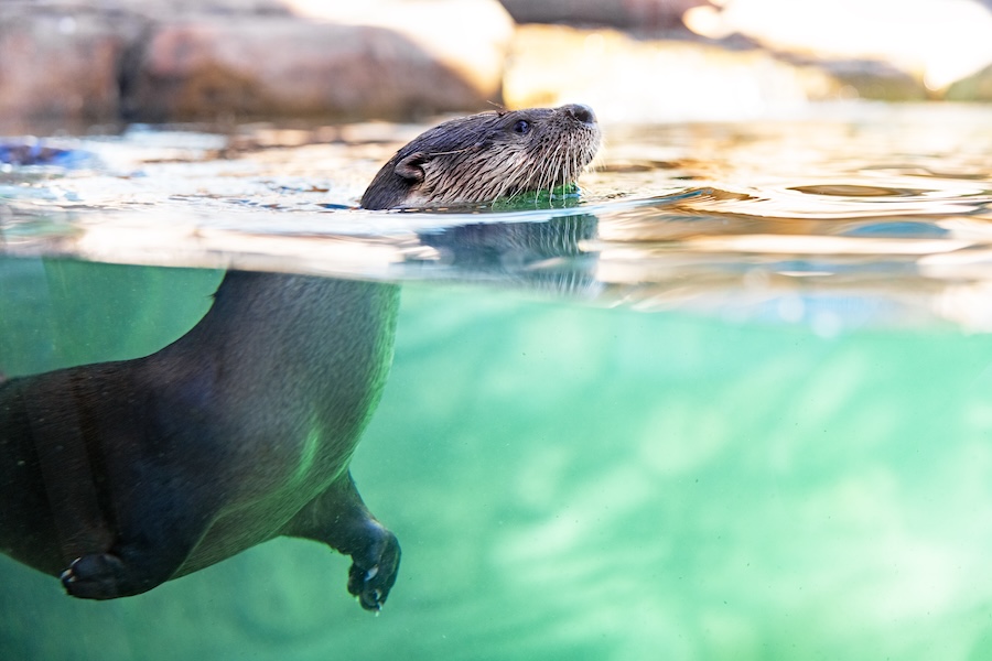 otters at mote sea